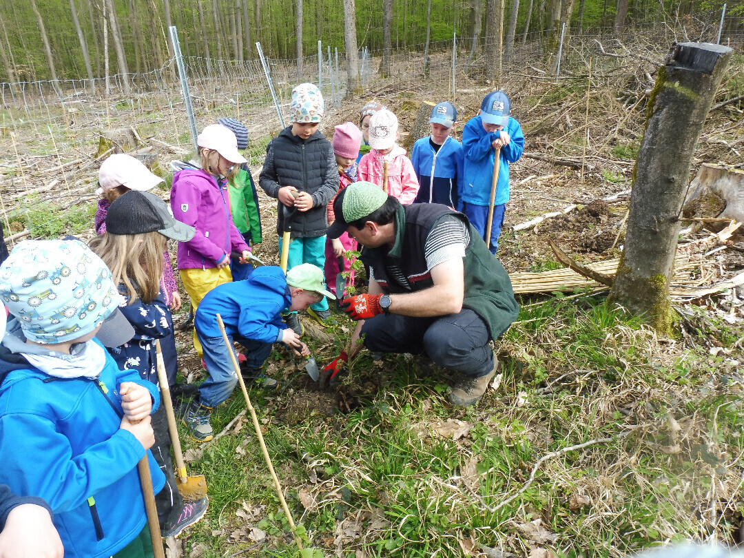 Unterwegs im Wald mit dem „großen Bruder“ der Haselnuss