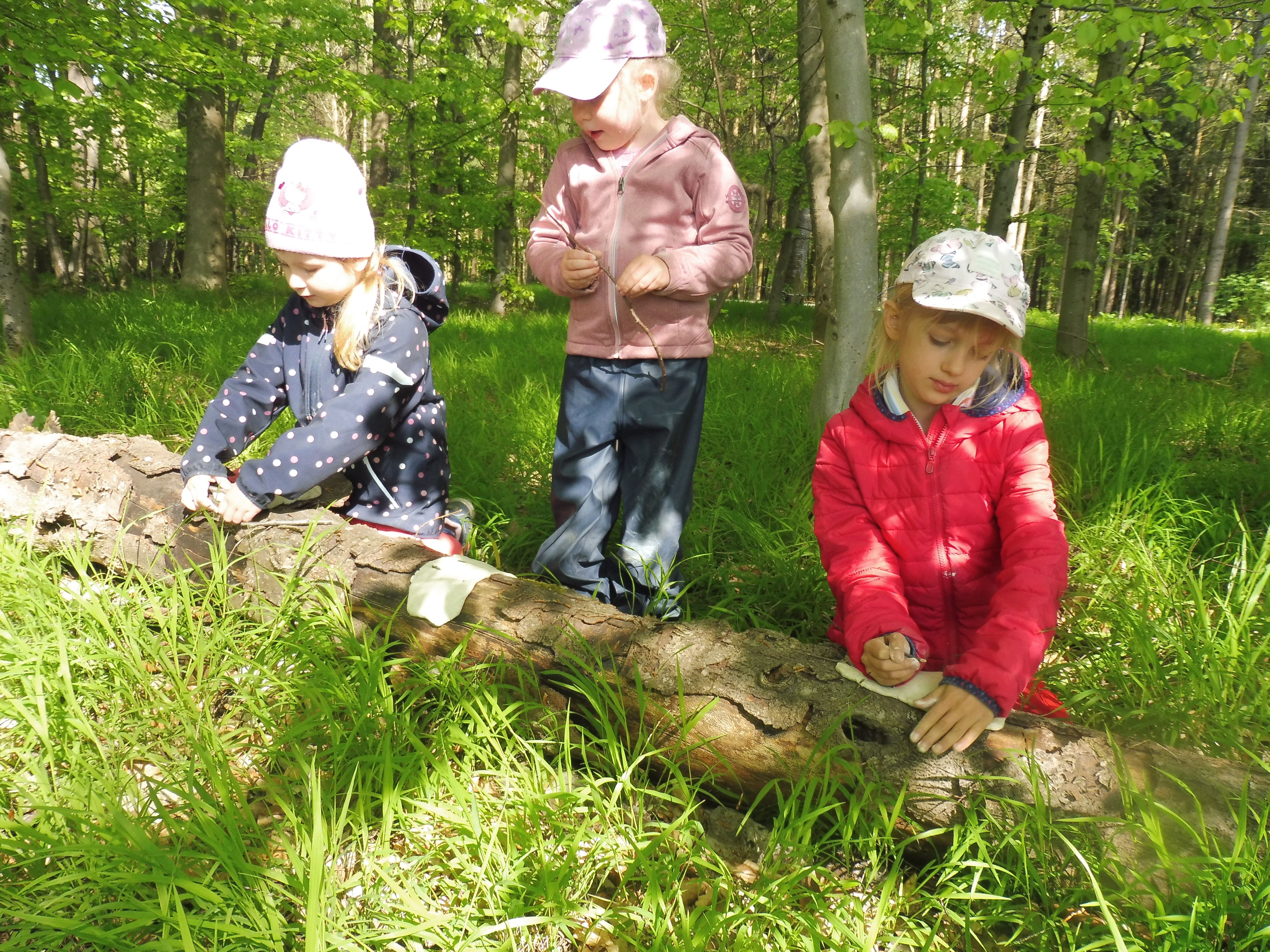 Geheimnisvolle Gesichter im Wald